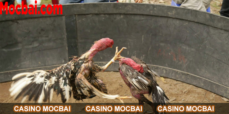 Lý do nên lựa chọn theo dõi trực tiếp đá gà Mỹ tại Mocbai